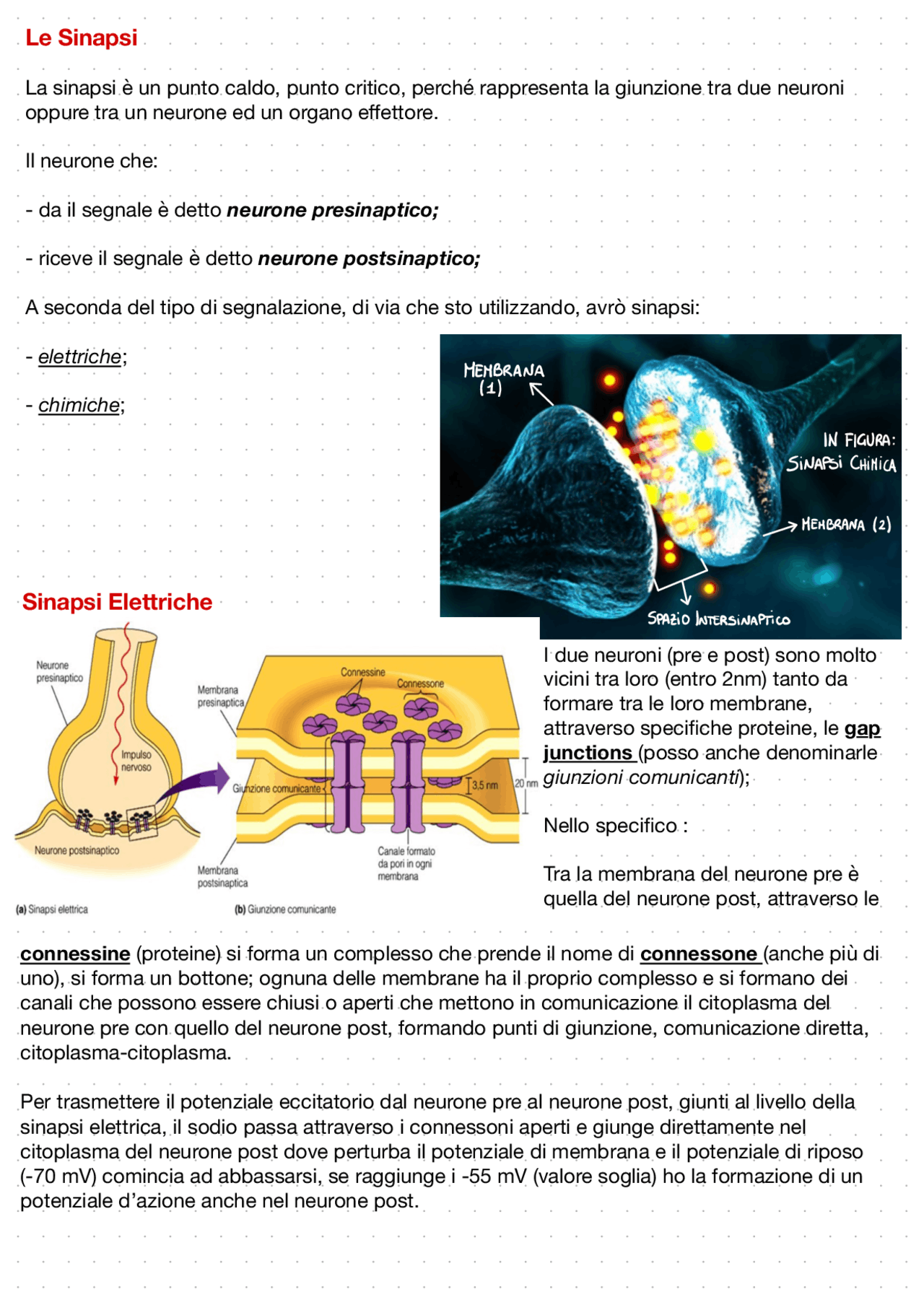 Sbobinatura Sinapsi elettrica e chimica Docsity