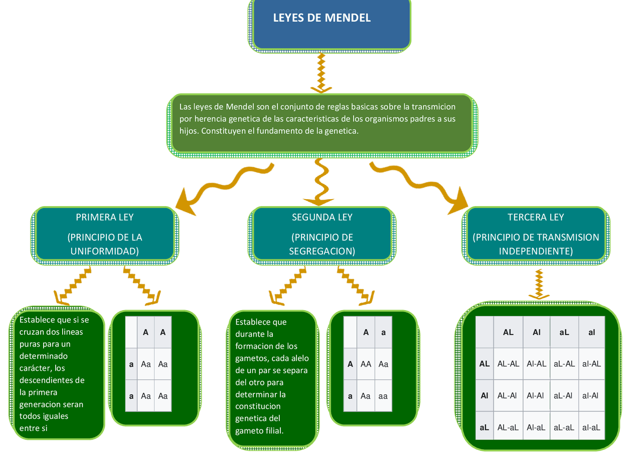 Las leyes de Mendel. | Esquemas y mapas conceptuales de Biología - Docsity