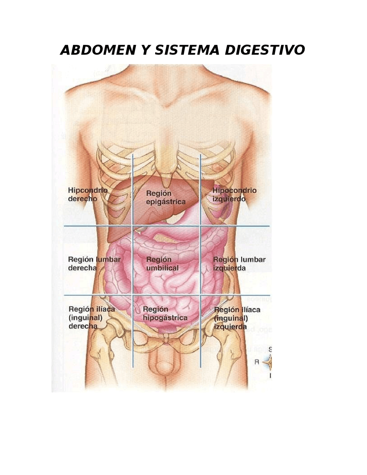 anatomía del ombligo
