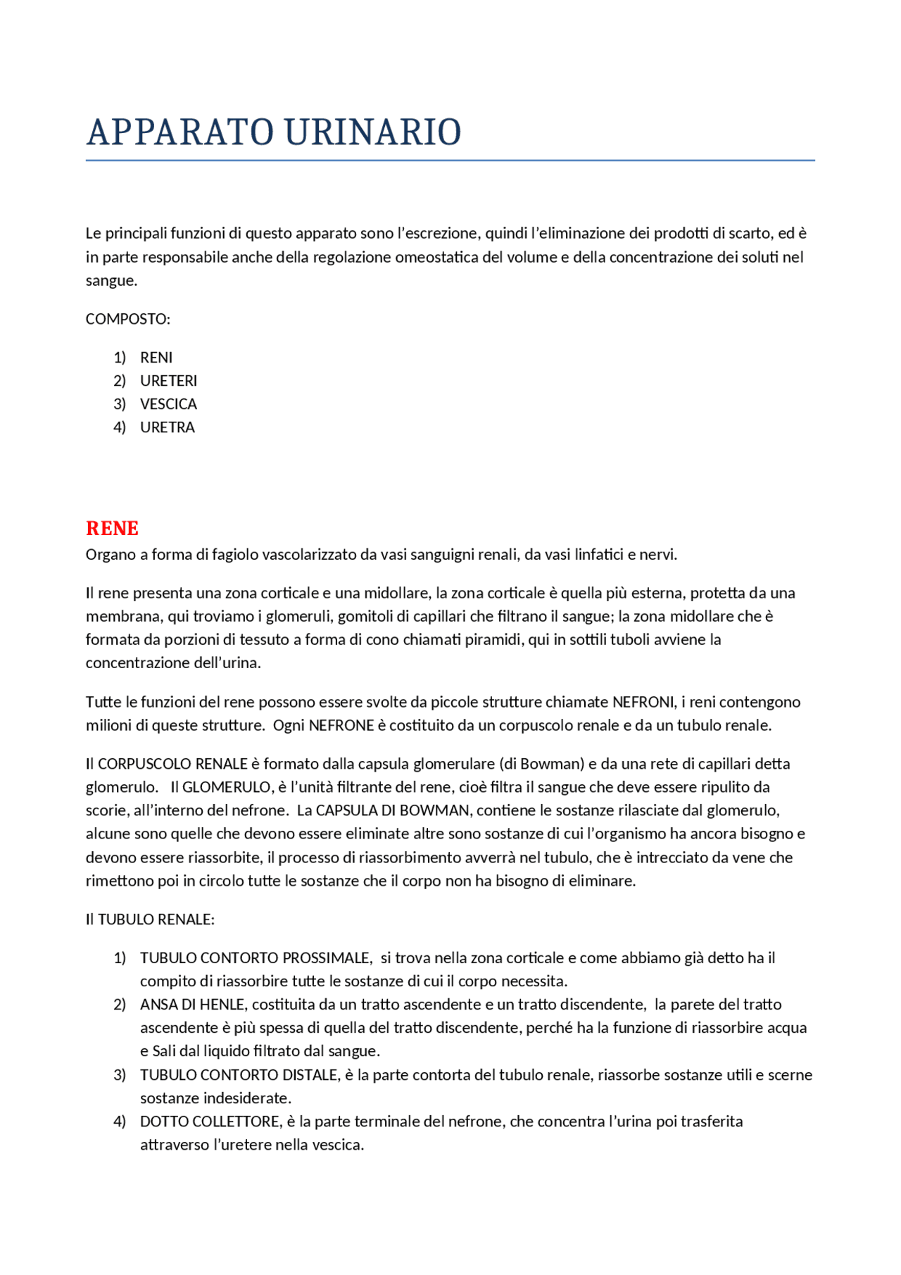 Anatomia apparato urinario Docsity