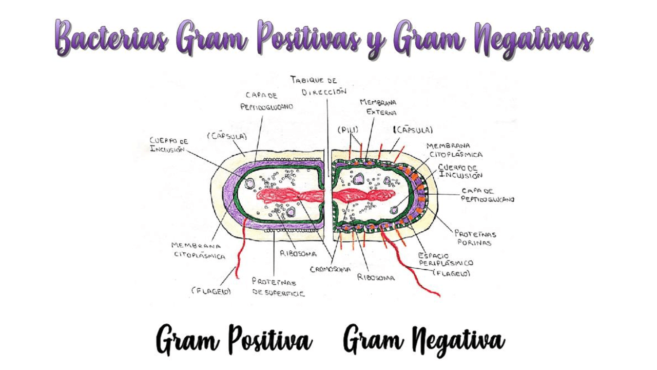 Bacterias Gram positivas y Gram negativas Docsity Bacterias Gram positivas y Gram negativas Docsity