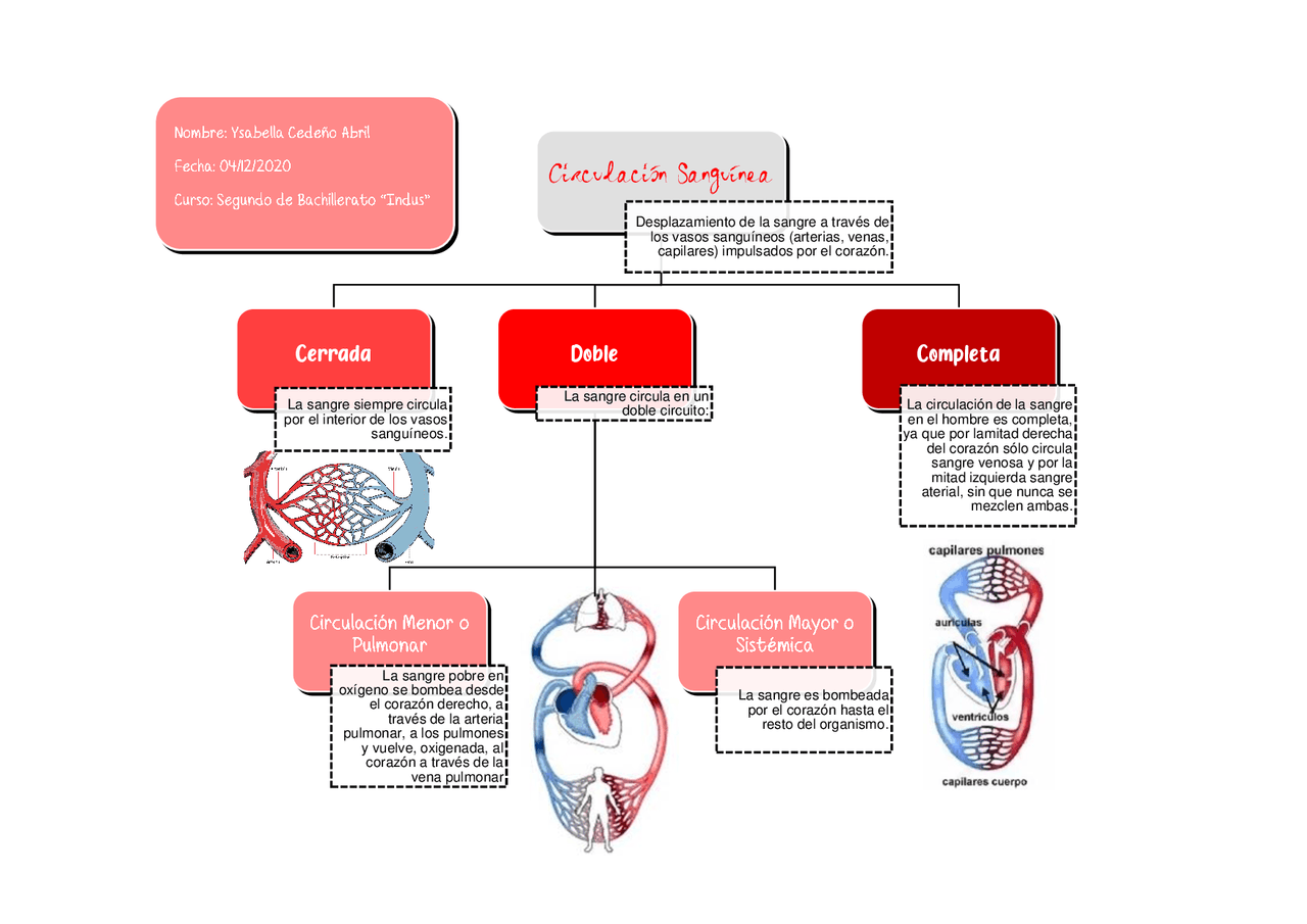 Anatomía circulación sanguínea Docsity Anatomía circulación sanguínea Docsity