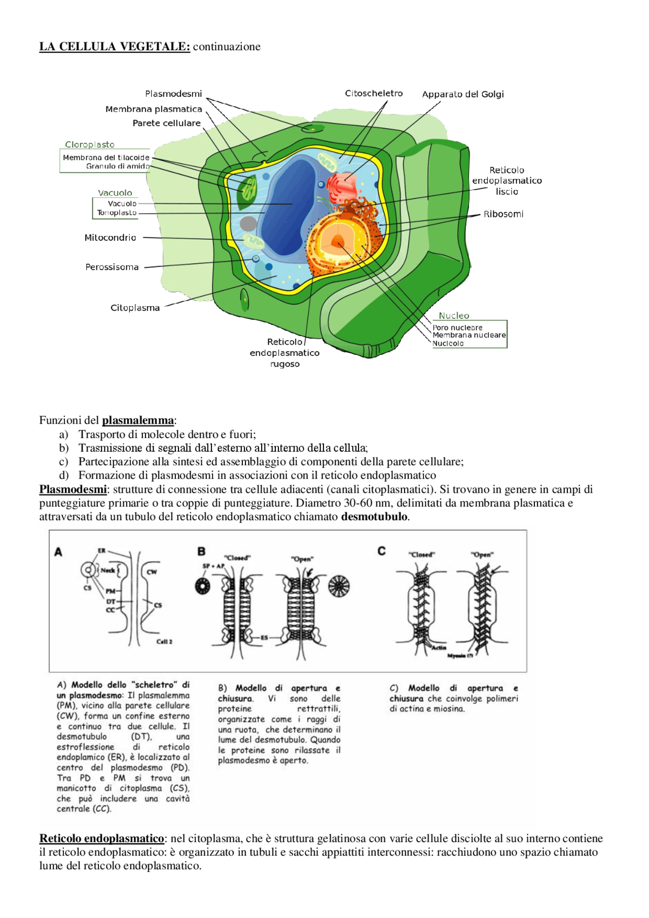 funzione delle cellule vegetali del vacuolo centrale