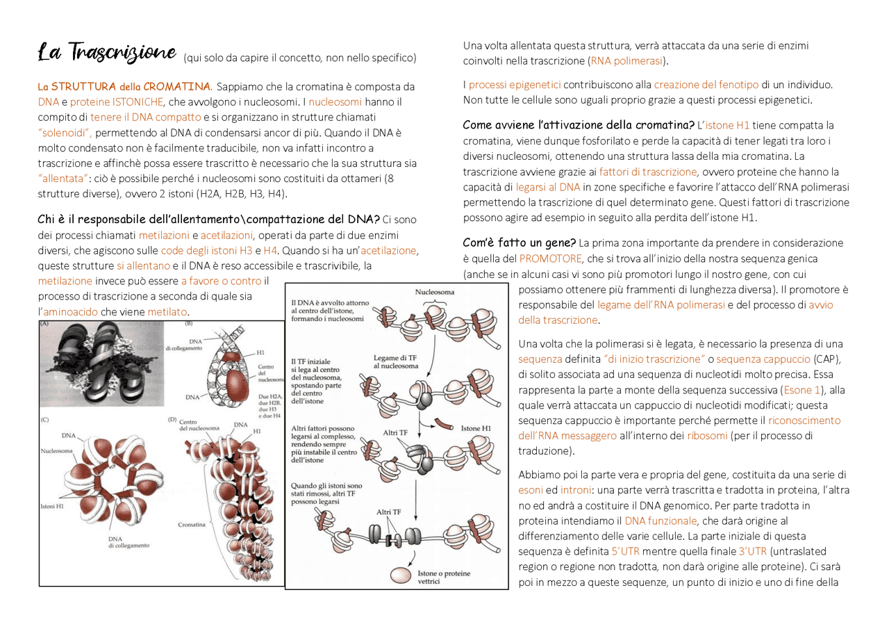 La trascrizione- Biologia dello sviluppo - Docsity