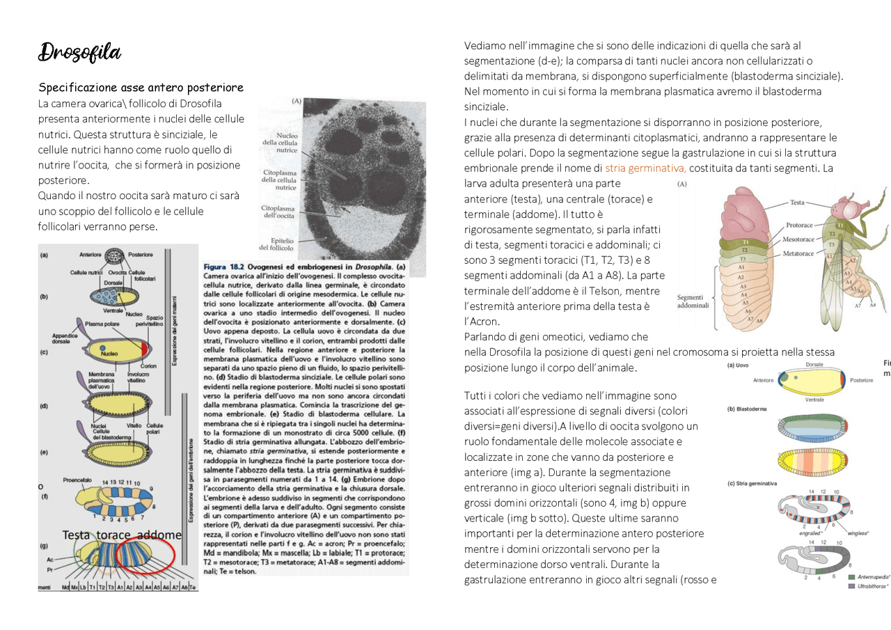 Drosofila- Biologia dello sviluppo - Docsity