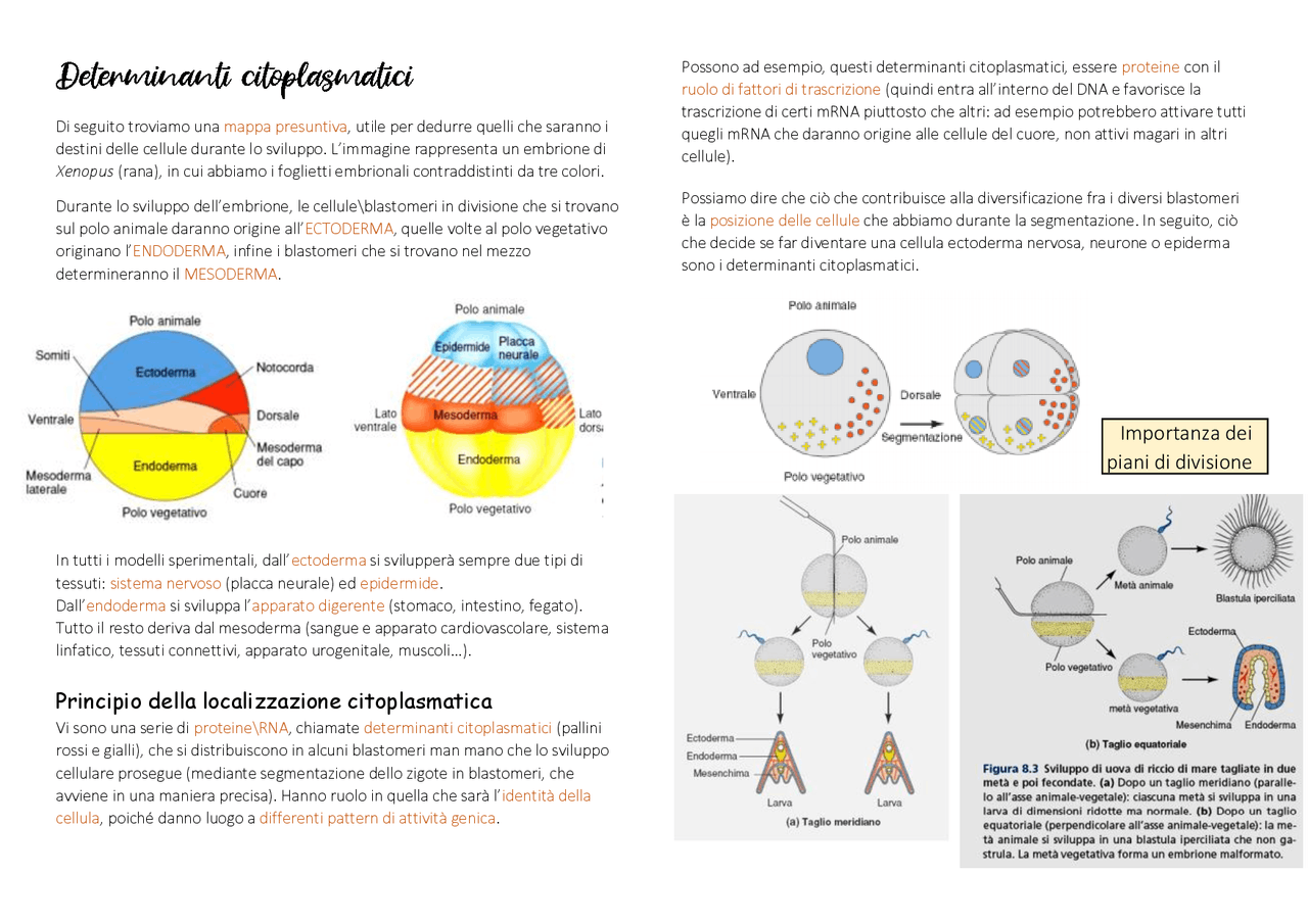 Determinanti citoplasmatici- Biologia dello sviluppo - Docsity