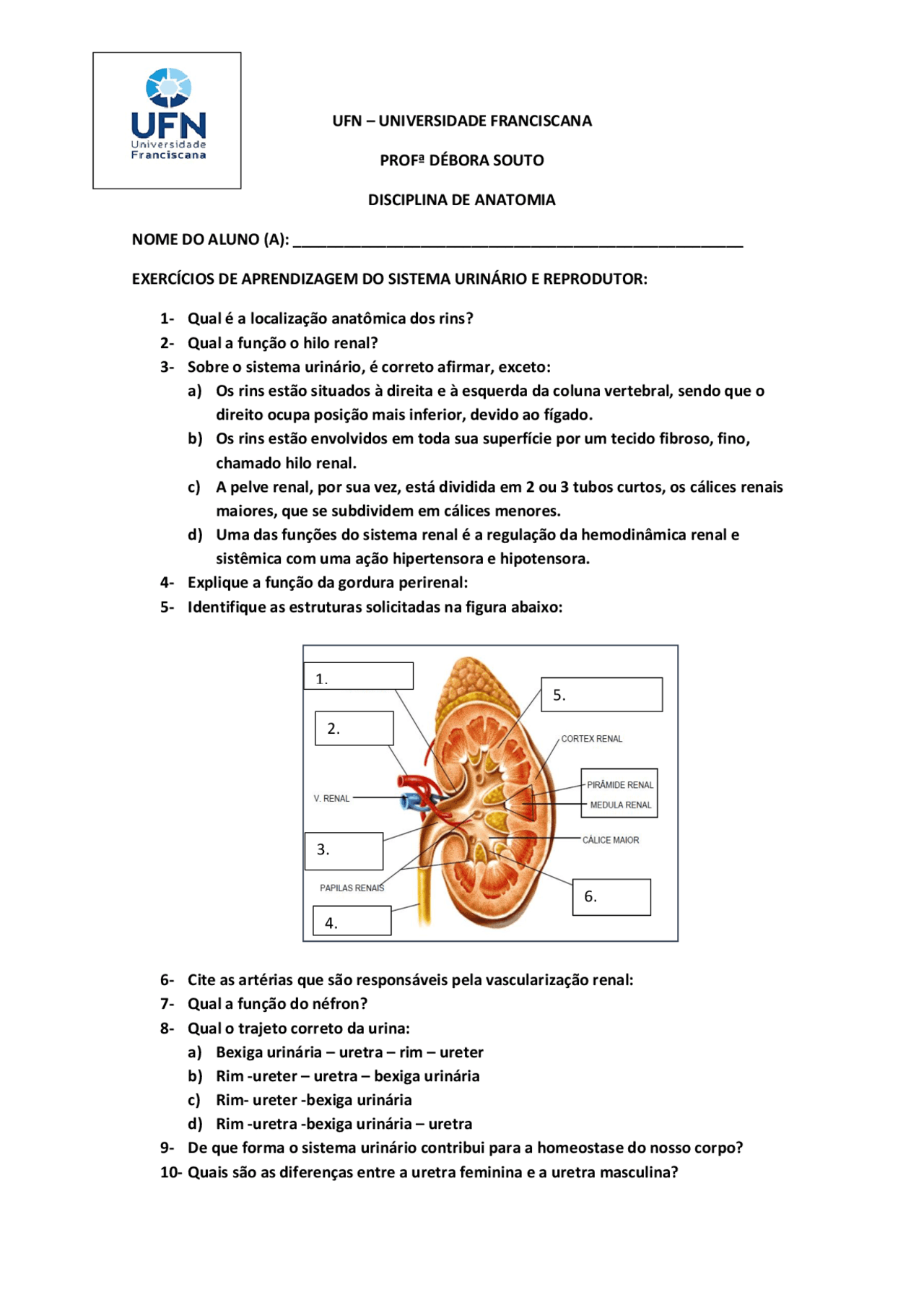 Exercícios Sobre Sistema Urinário - BRAINCP