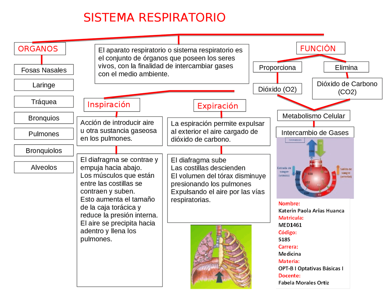 Mapa Conceptual De Los Organos Del Sistema Respiratorio