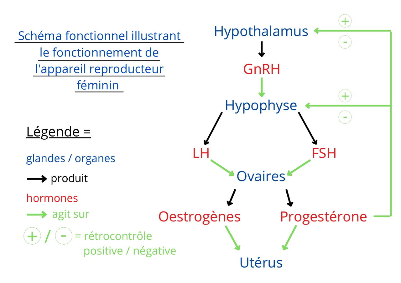 Schéma fonctionnel illustrant le fonctionnement de l’appareil