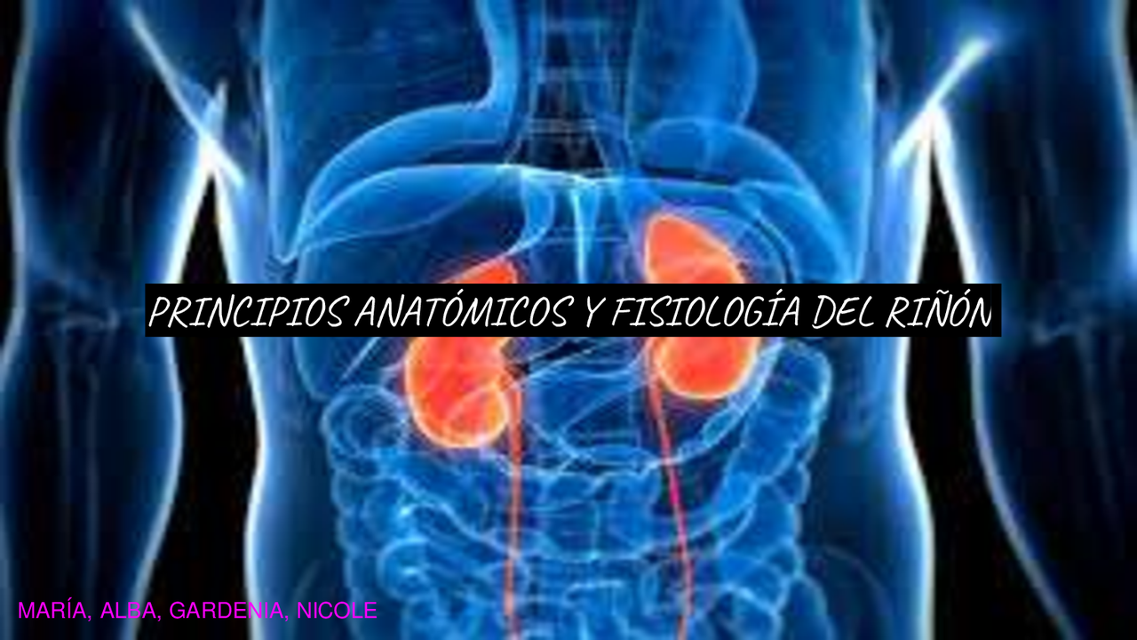 Anatomía de el riñón. - Docsity