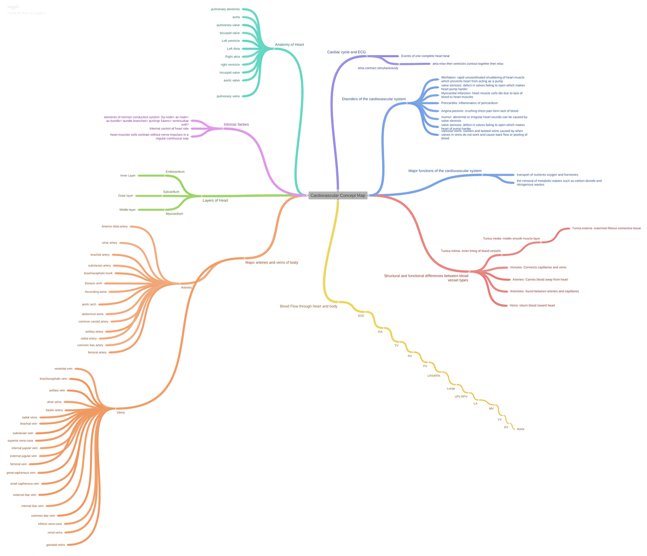 Cardiovascular Concept Map, Major Arteries and Layer of Heart - Docsity