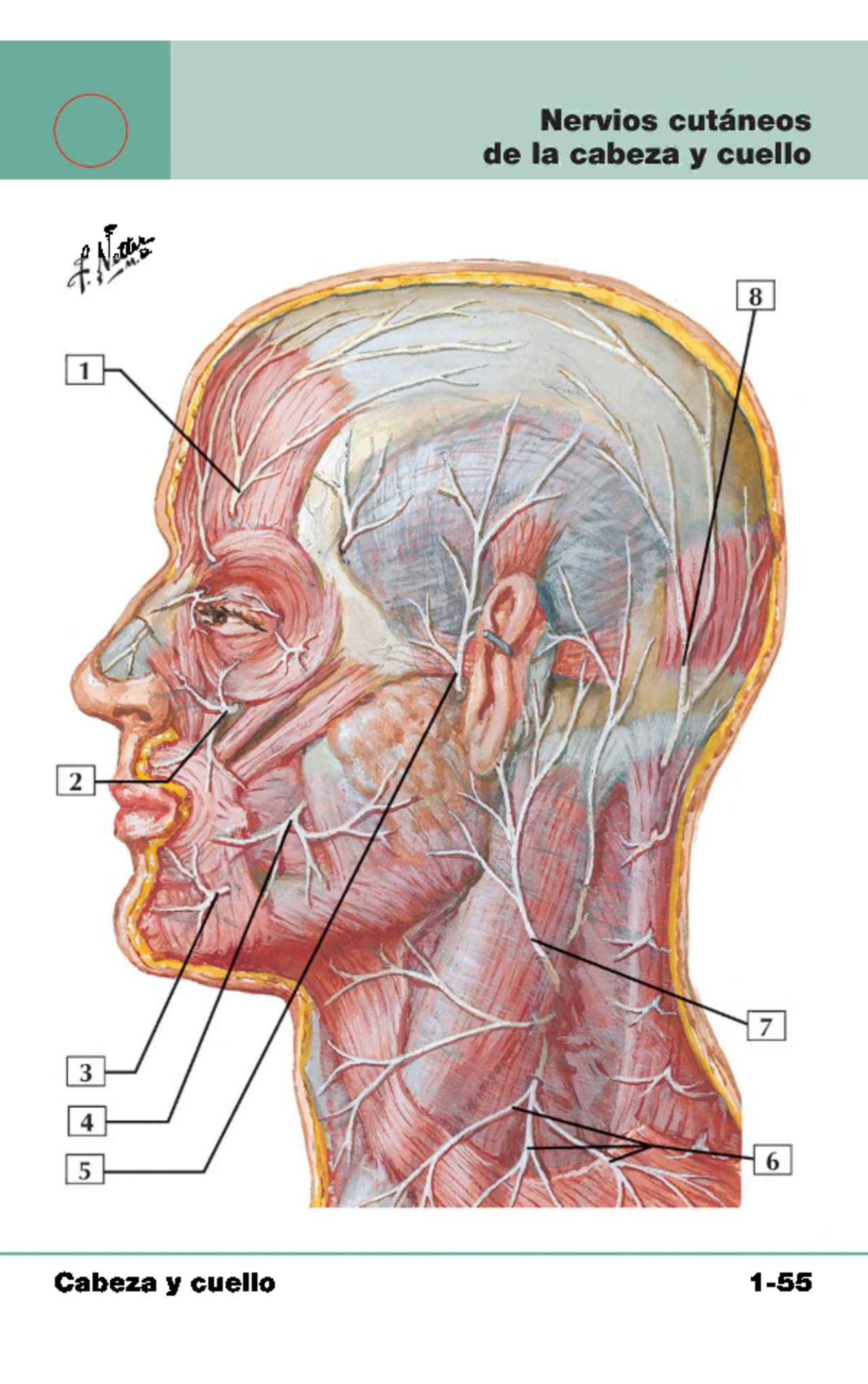 Nervios De La Cabeza Y Del Cuello Diapositivas De Anatom a Docsity nervios-de-la-cabeza-y-del-cuello-diapositivas-de-anatom-a-docsity