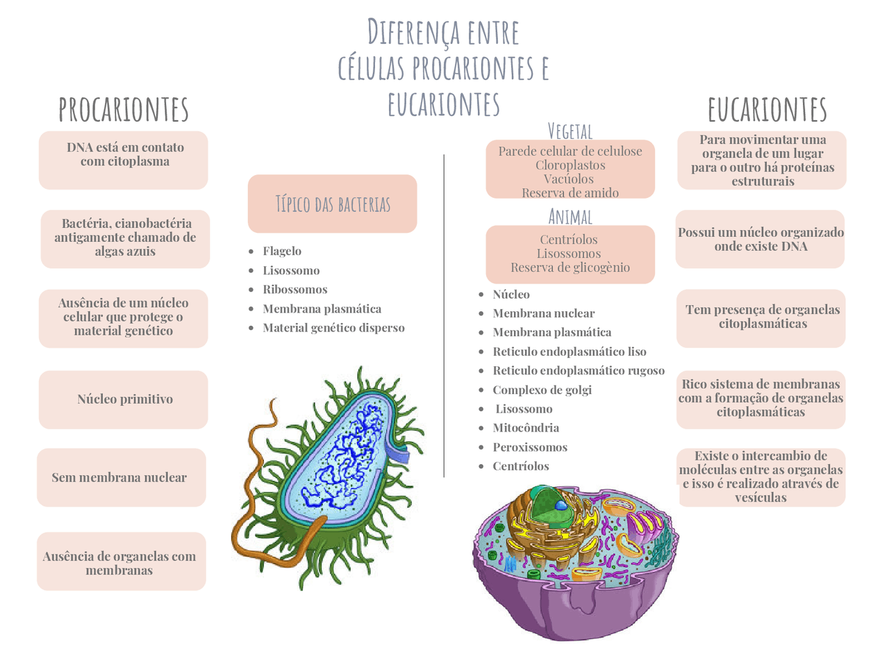 Mapa Mental Eucariontes E Procariontes - FDPLEARN