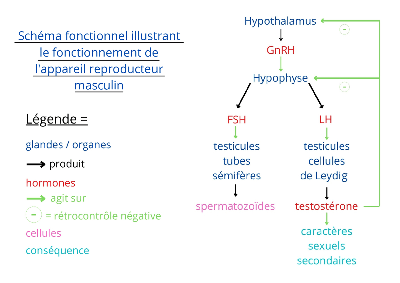 Schéma fonctionnel illustrant le fonctionnement de l’appareil