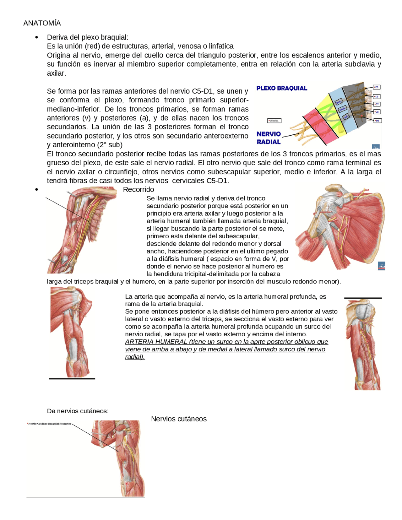 anatomía del nervio radial