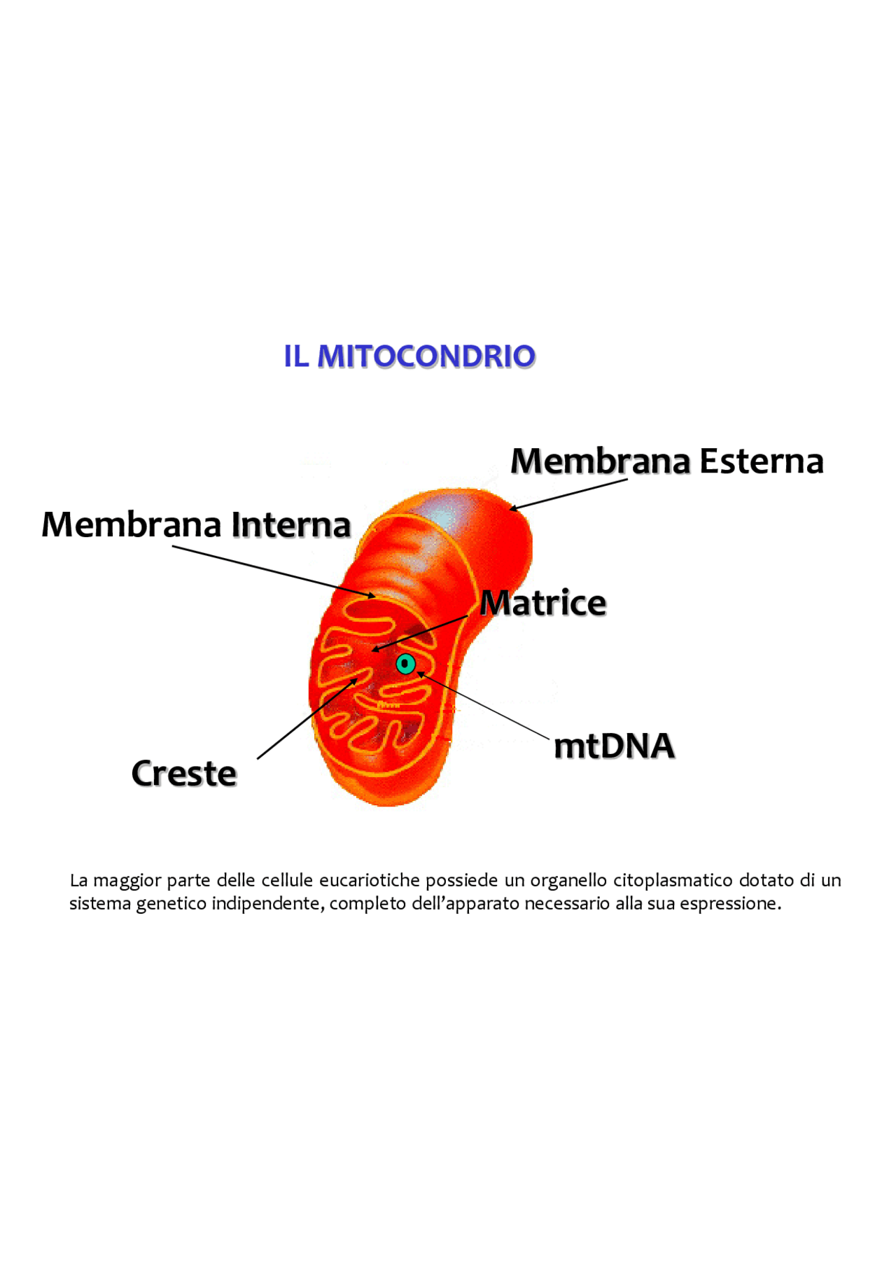 Organelli mitocondriali - Docsity