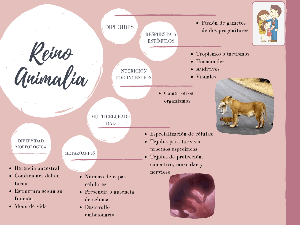 Mapa Mental Do Reino Animalia - REVOEDUCA