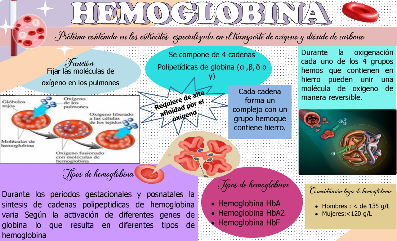 Tipos De Hemoglobina Y Sus Funciones