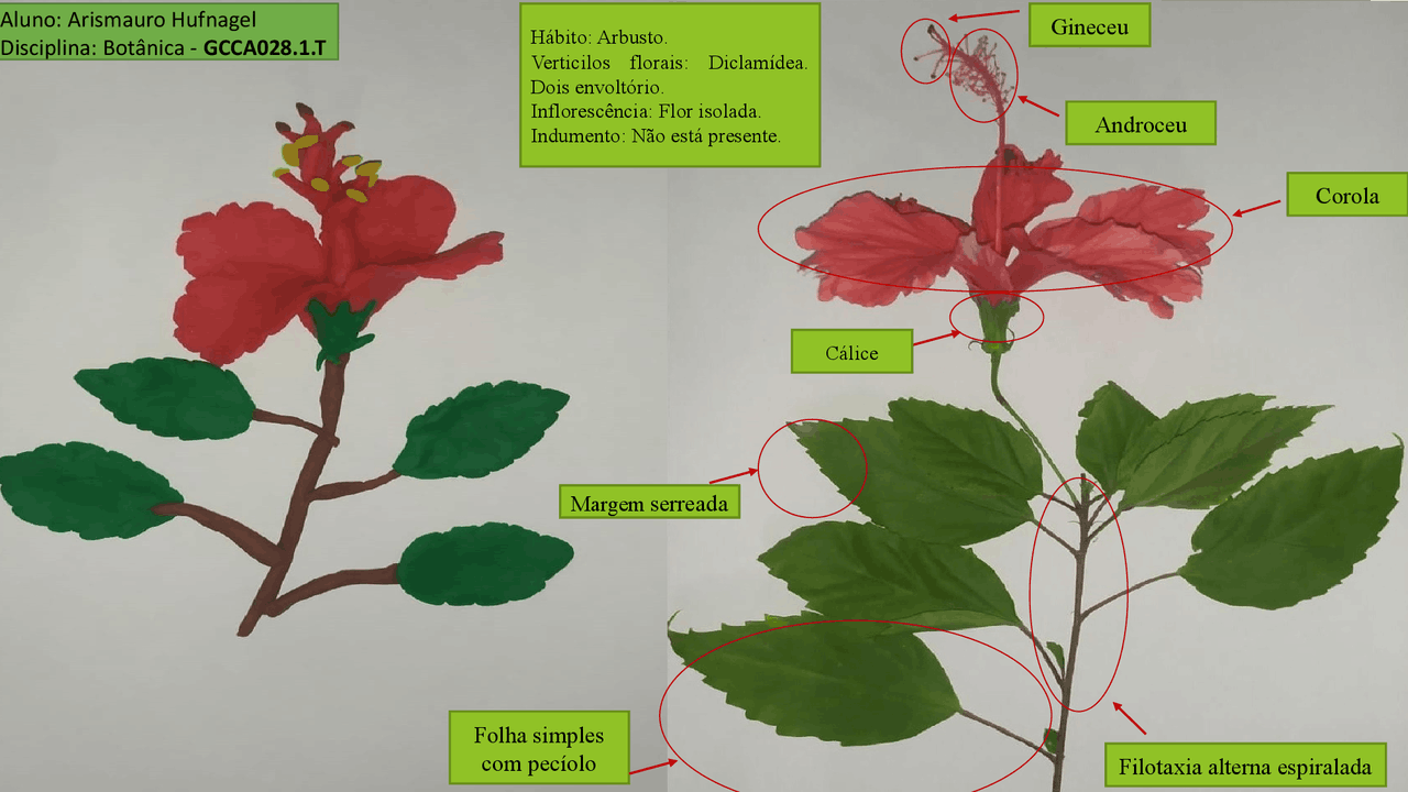 Botânica básica, partes de um hibisco - Docsity