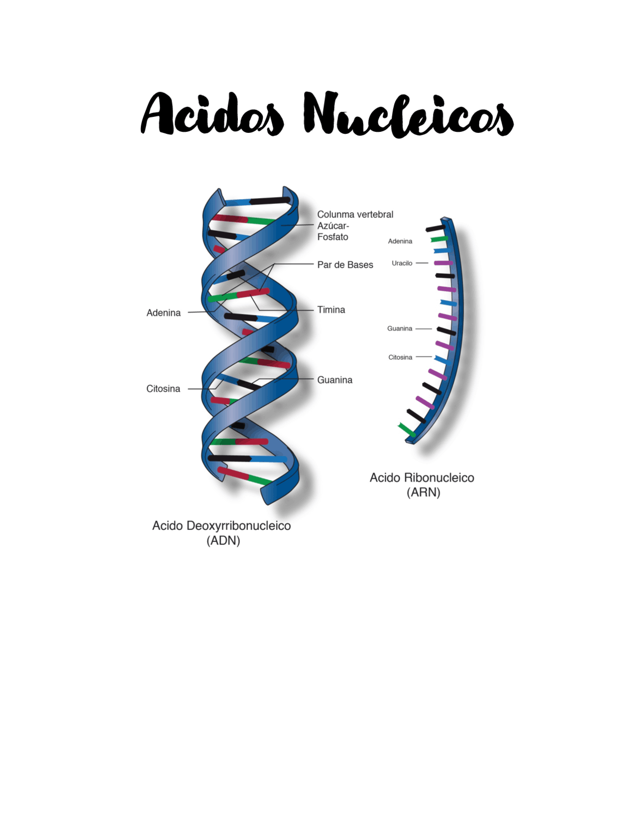 Biologia Celular y molecular | Apuntes de Biología | Docsity