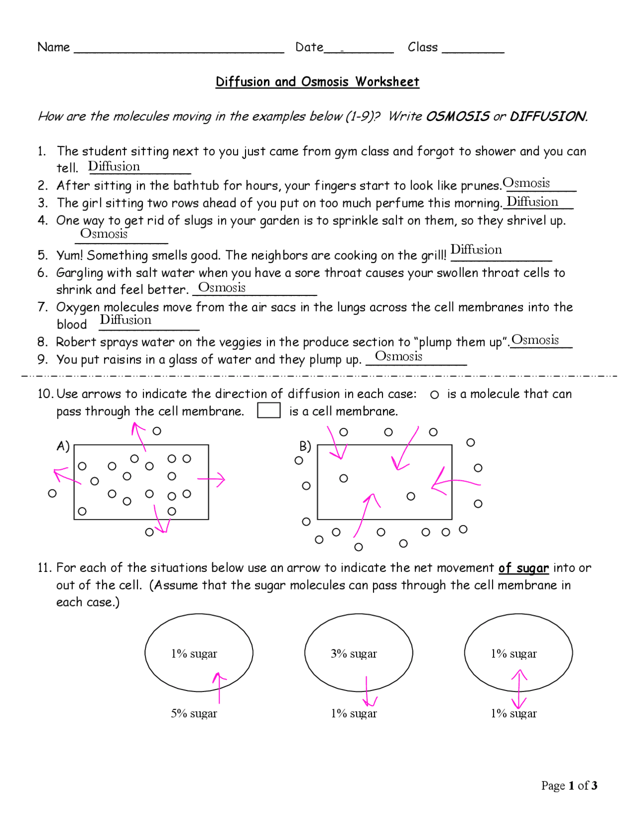 Diffusion and Osmosis Worksheet with Answers - Docsity Inside Diffusion And Osmosis Worksheet