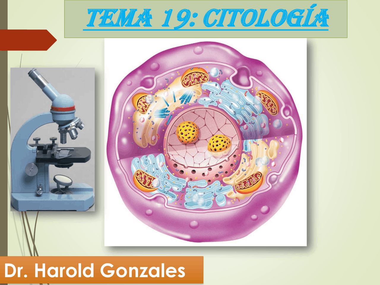 Citolog a Celular Diapositivas De Biolog a Docsity citolog-a-celular-diapositivas-de-biolog-a-docsity