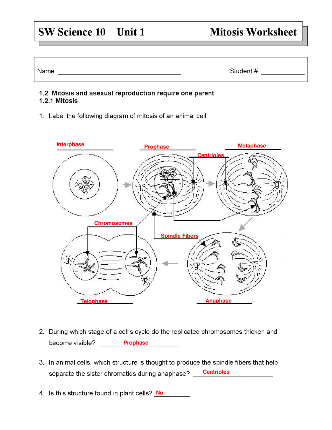 Mitosis Worksheet Key 10th Science | Exercises Cell Biology | Docsity