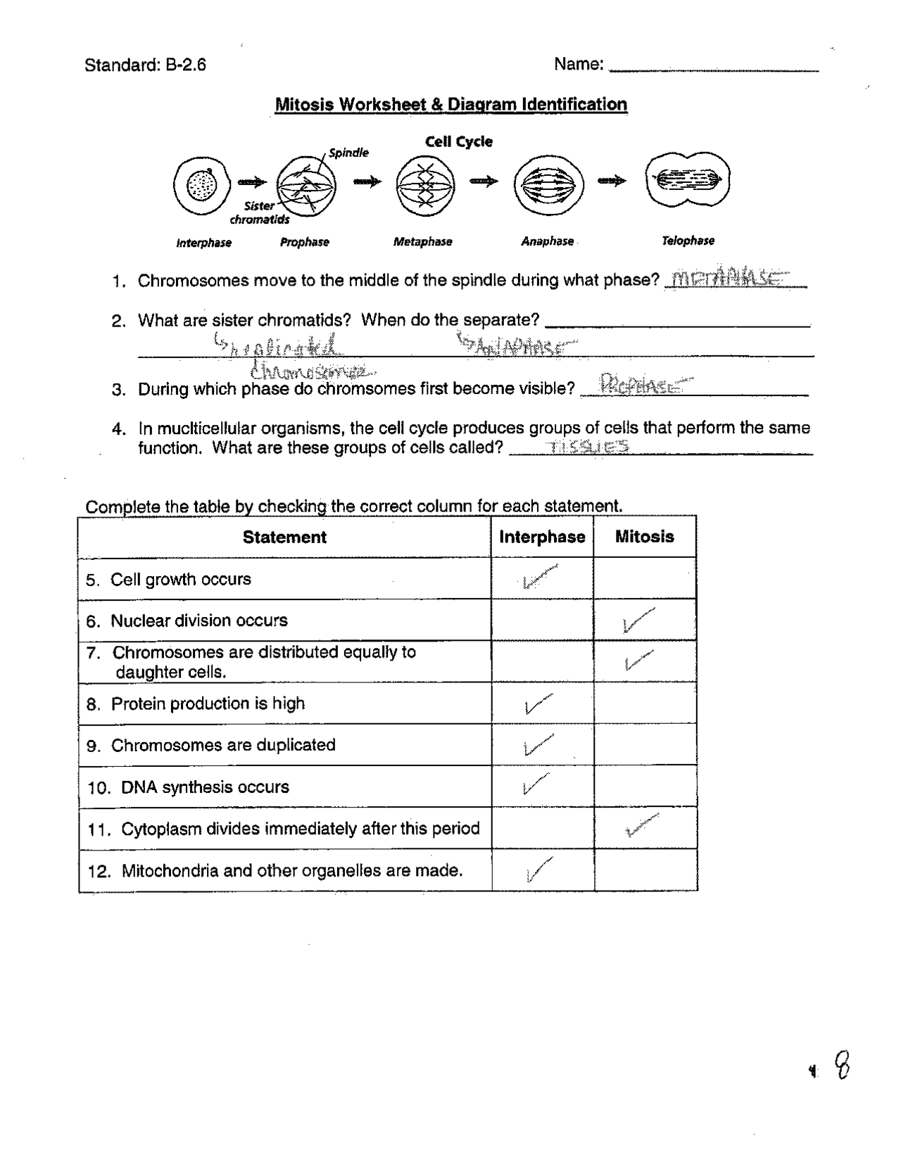 Mitosis Worksheet and Diagram Identification | Exercises Cell Biology |  Docsity