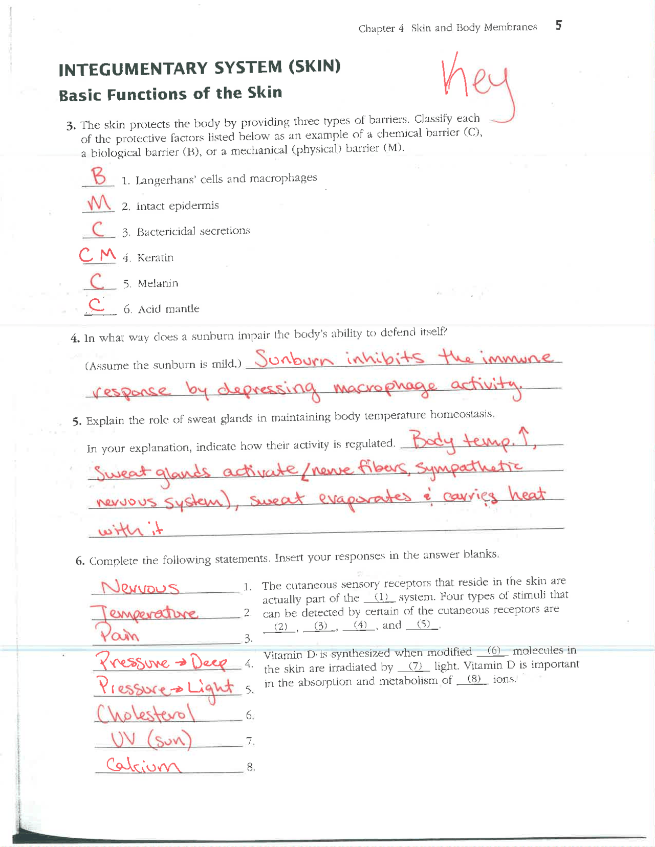 Worksheet Integumentary System with Answer Key Docsity