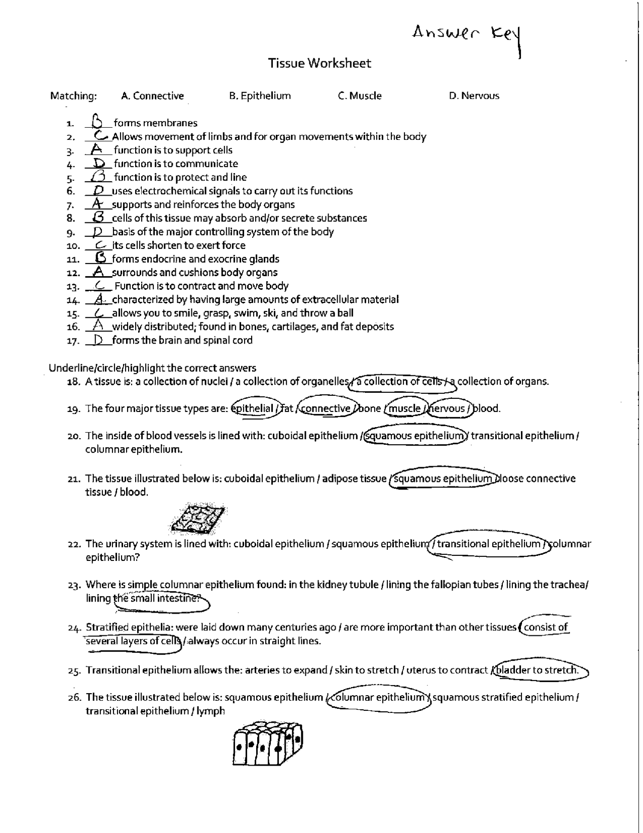 Tissues Worksheet with Answer Key Exercises Anatomy Docsity