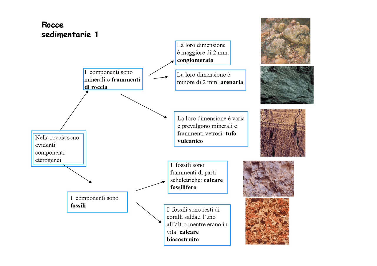 Esempi Di Rocce Sedimentarie Con Fossili