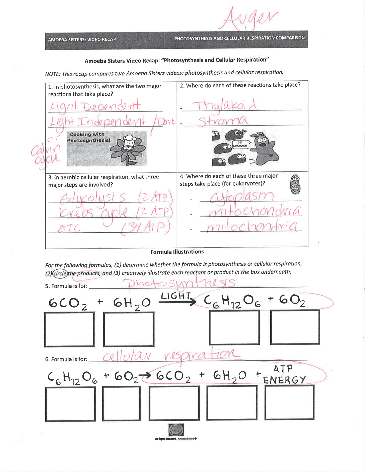 Worksheet Amoeba Sisters Photosynthesis and Cellular Respiration Docsity
