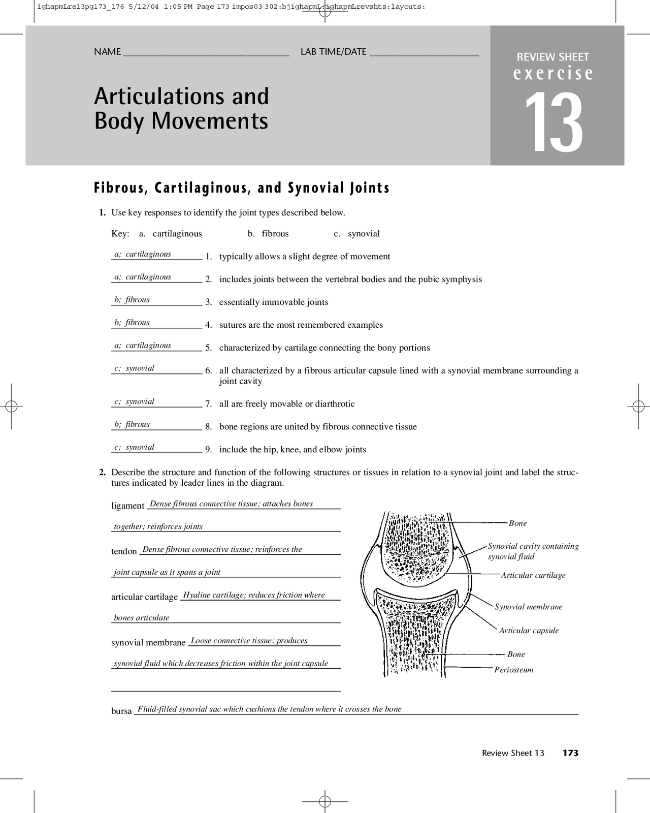 Articulations and Body Movements Worksheet with Key Exercises