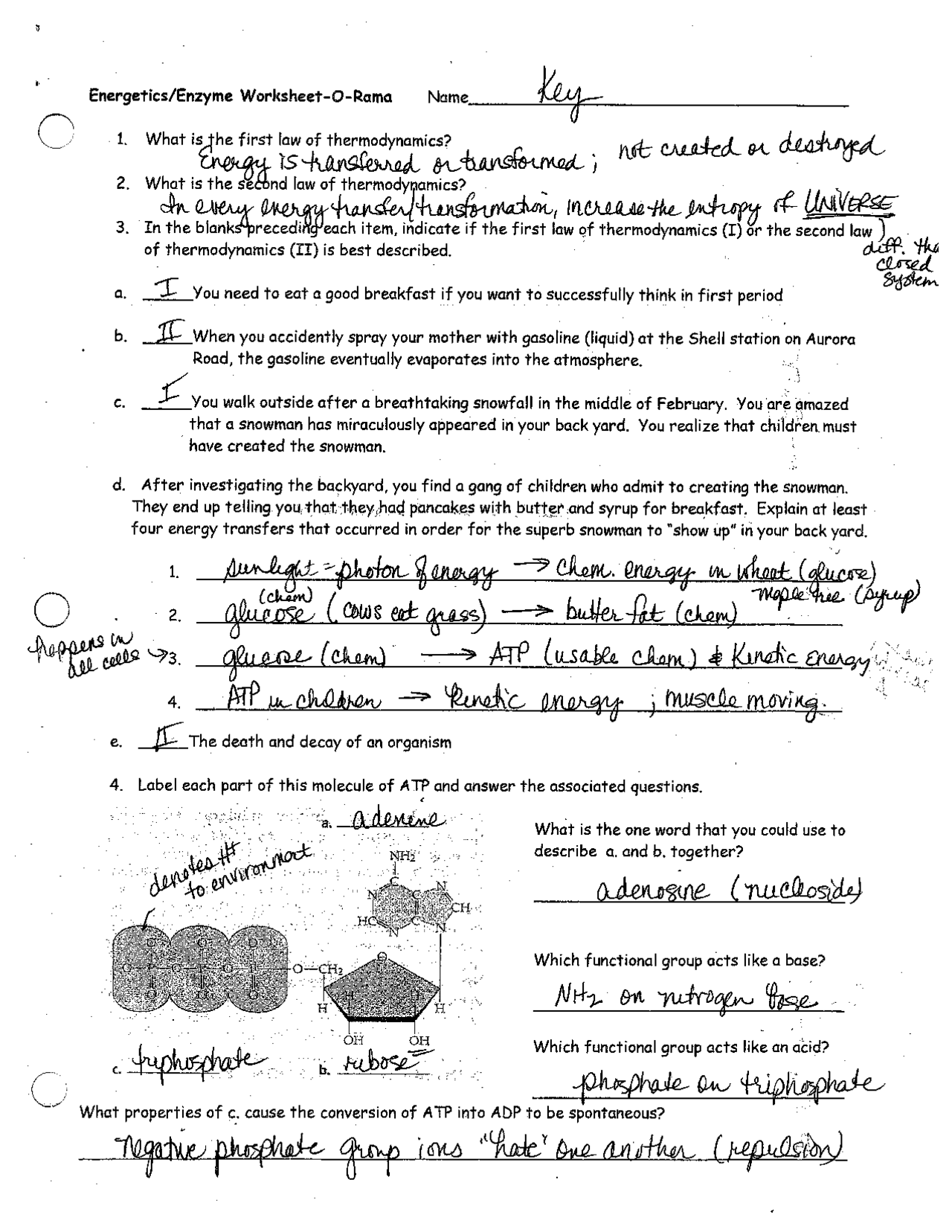 Energetics and Enzyme Worksheet Answers | Exercises Biochemistry | Docsity