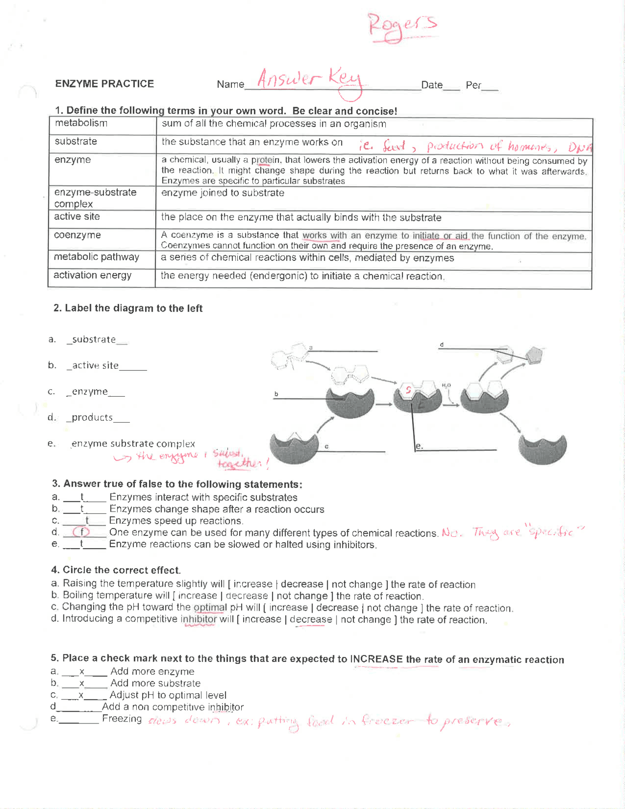 Chemical Reactions And Enzymes Worksheet Answers