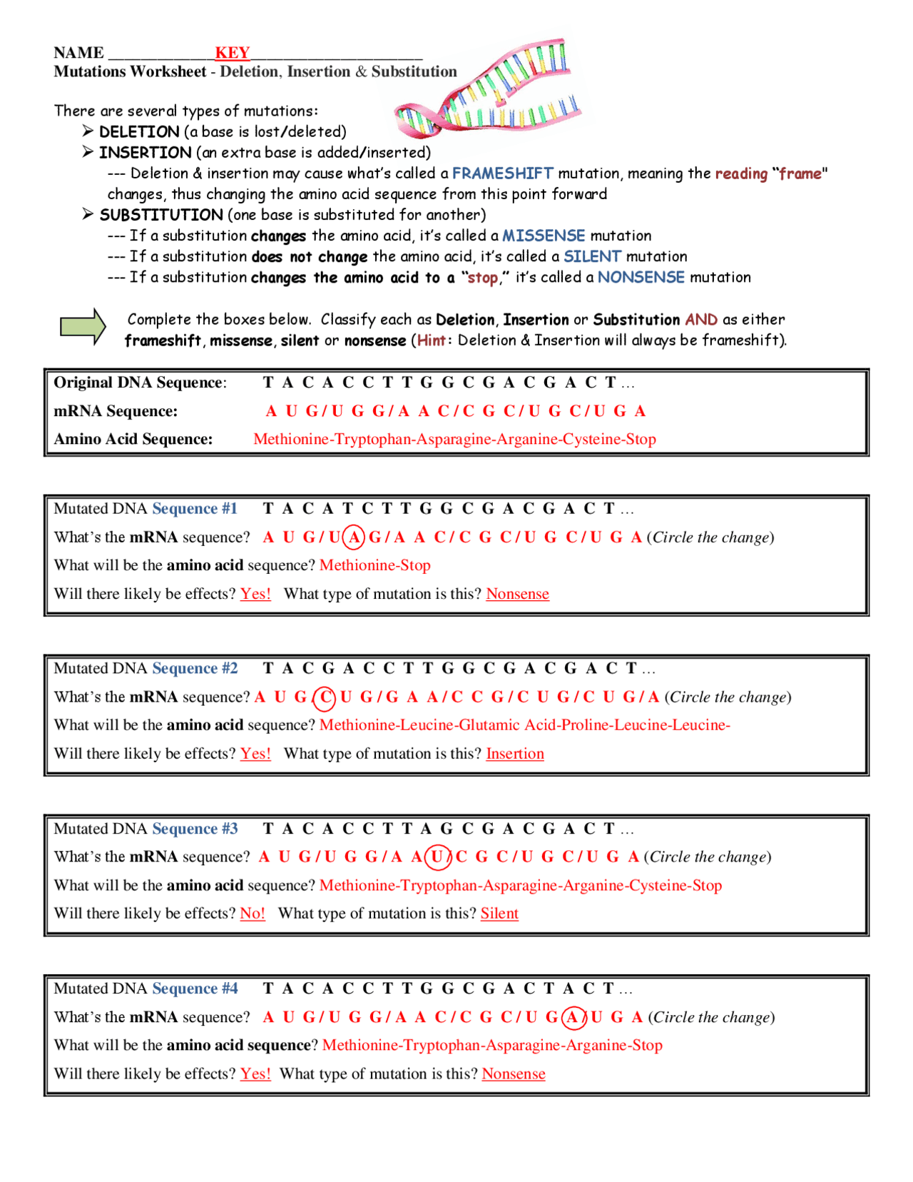 Mutations Worksheet Key - Deletion, Insertion and Substitution | Exercises  Genetics | Docsity