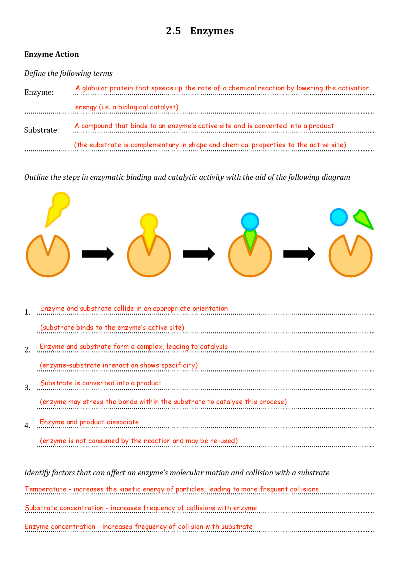 Enzymes Worksheet Answer Key E Street Light