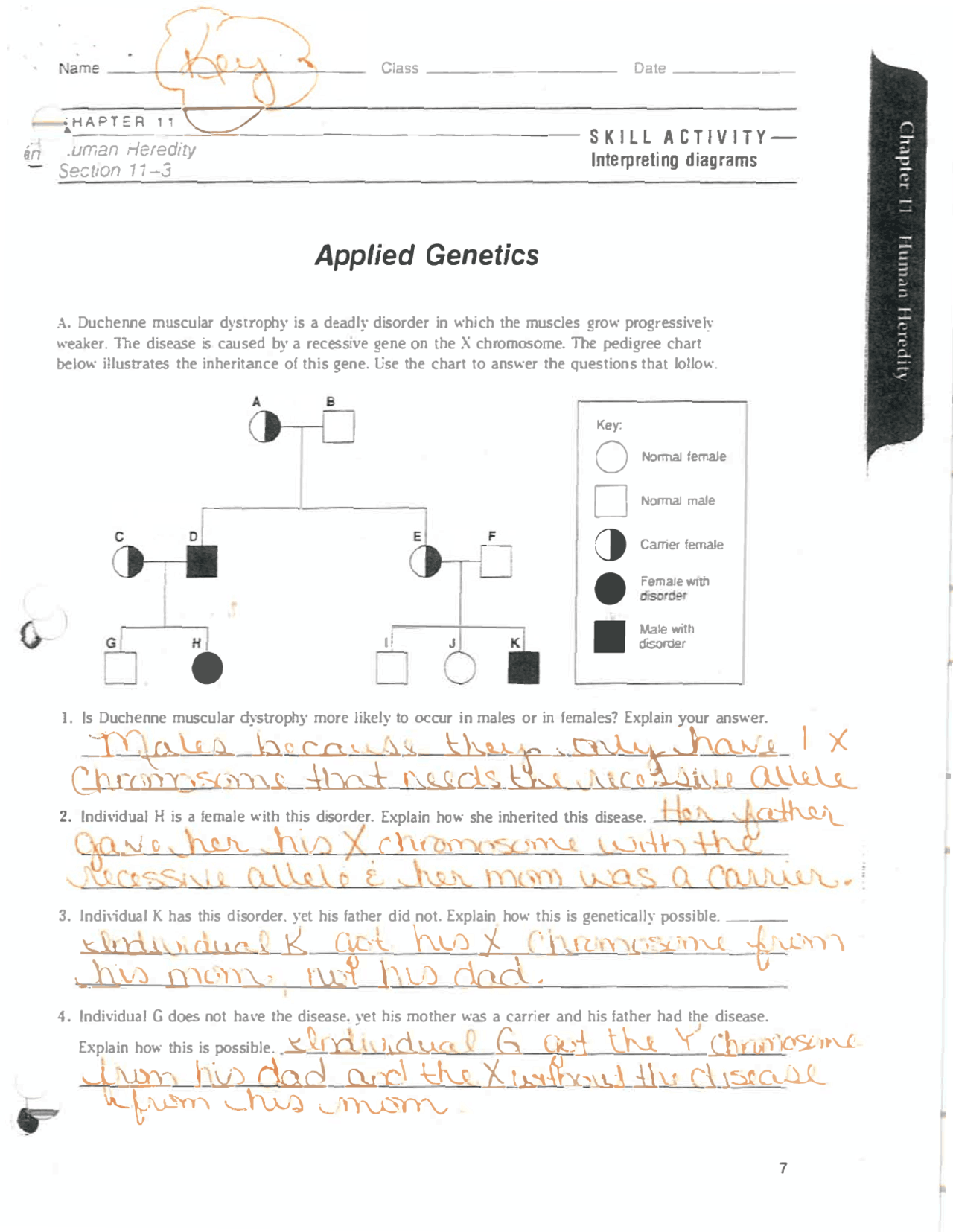 Applied Genetics Human Heredity Chapter Worksheet with Answers ...