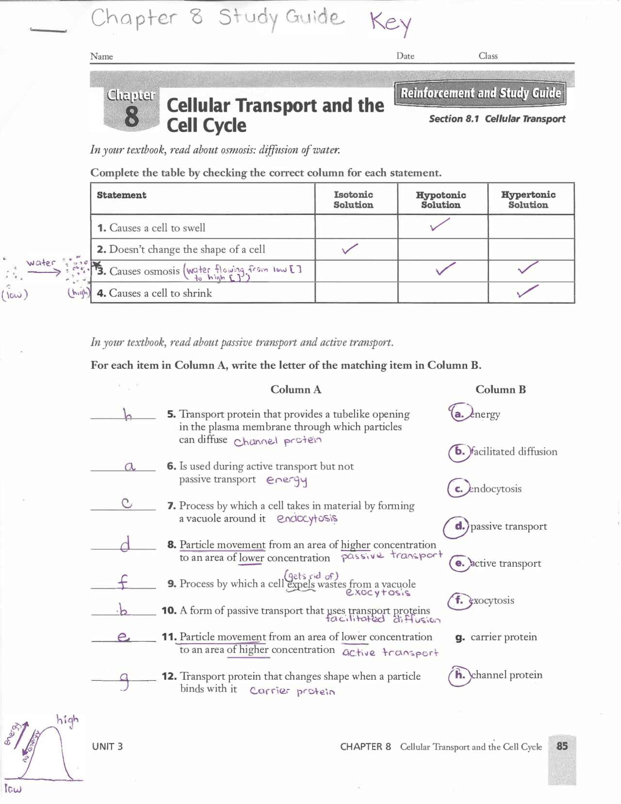 Cellular Transport and the Cell Cycle Exercise Answer key - Docsity For Cellular Transport Worksheet Answers