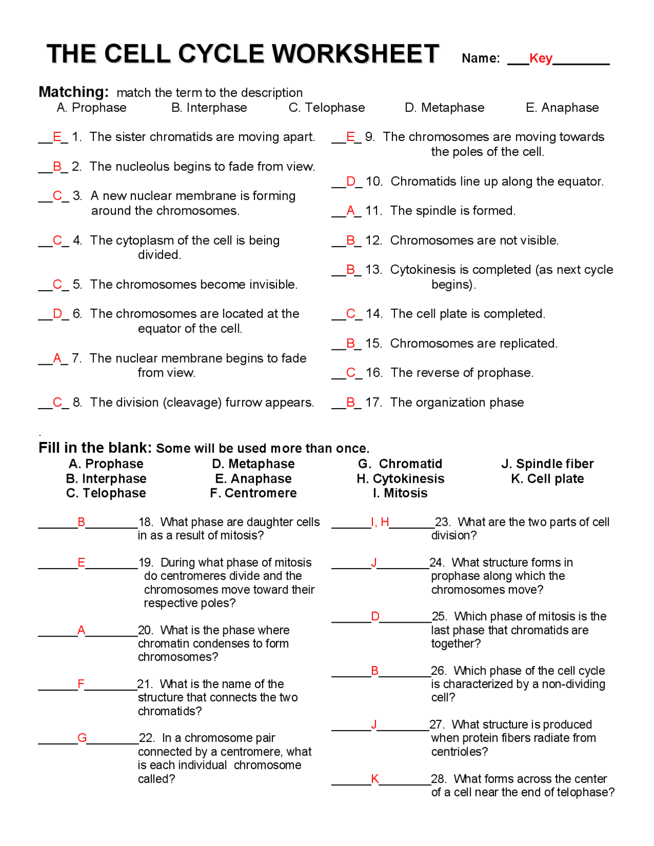 The Cell Cycle Worksheet with Answers Key | Exercises Cell Biology | Docsity