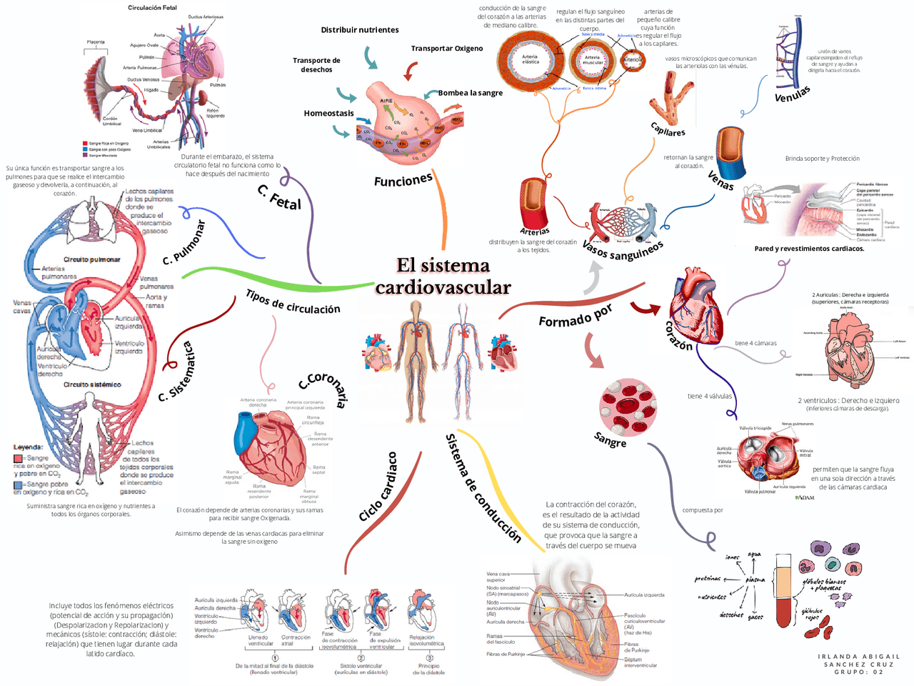 Mapa mental del Sistema cardiovascular Esquemas y mapas conceptuales de Anatomía Docsity Mapa mental del Sistema cardiovascular Esquemas y mapas conceptuales de Anatomía Docsity