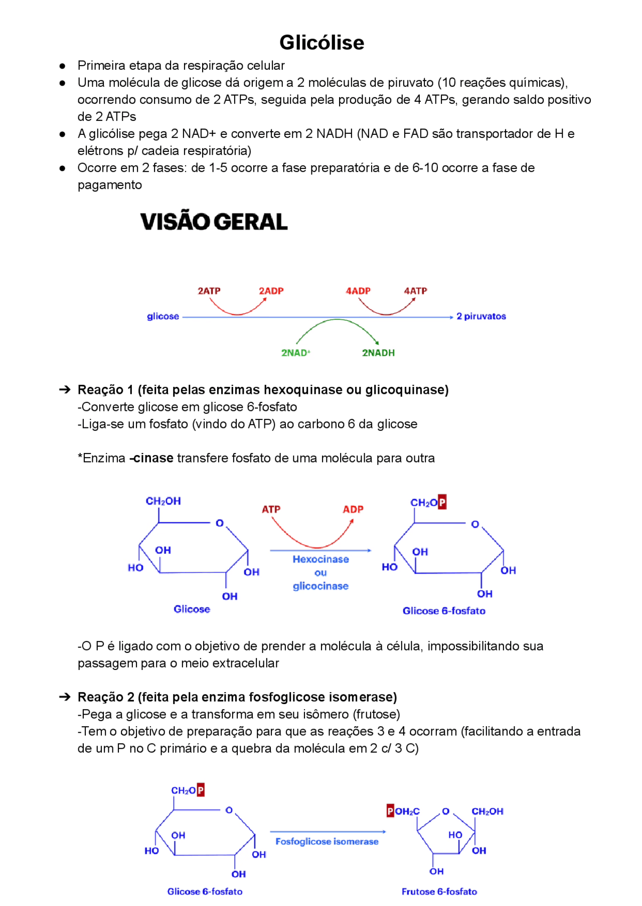Glicólise - Etapas e Regulação - Docsity