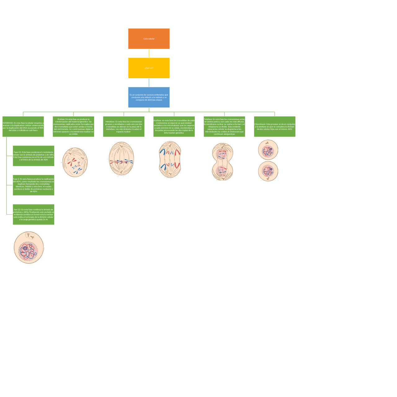 Mapa mental del ciclo celular - Docsity