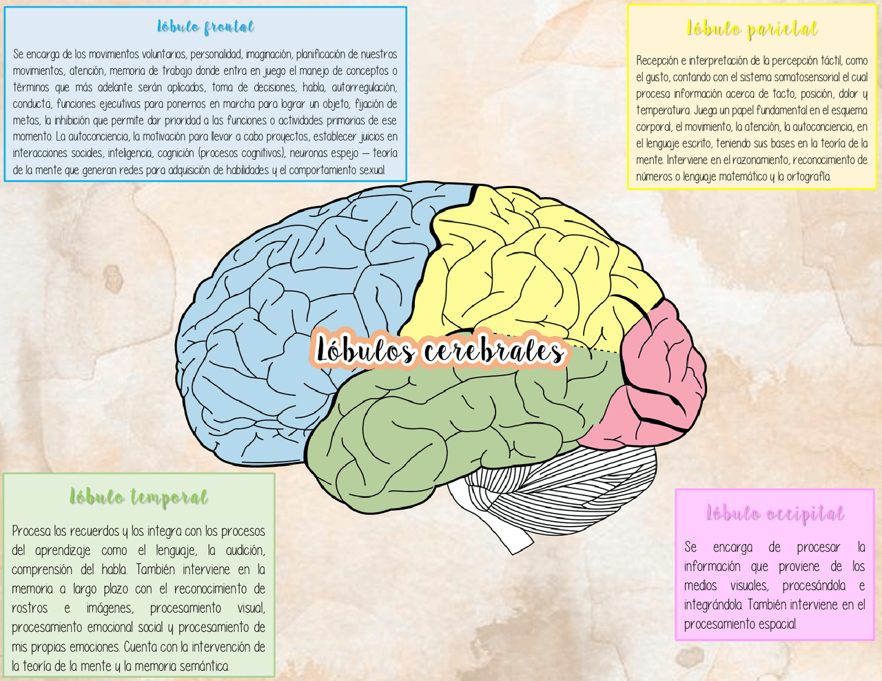 L bulos Cerebrales Y Sus Funciones Apuntes De Neurociencia Docsity l-bulos-cerebrales-y-sus-funciones-apuntes-de-neurociencia-docsity