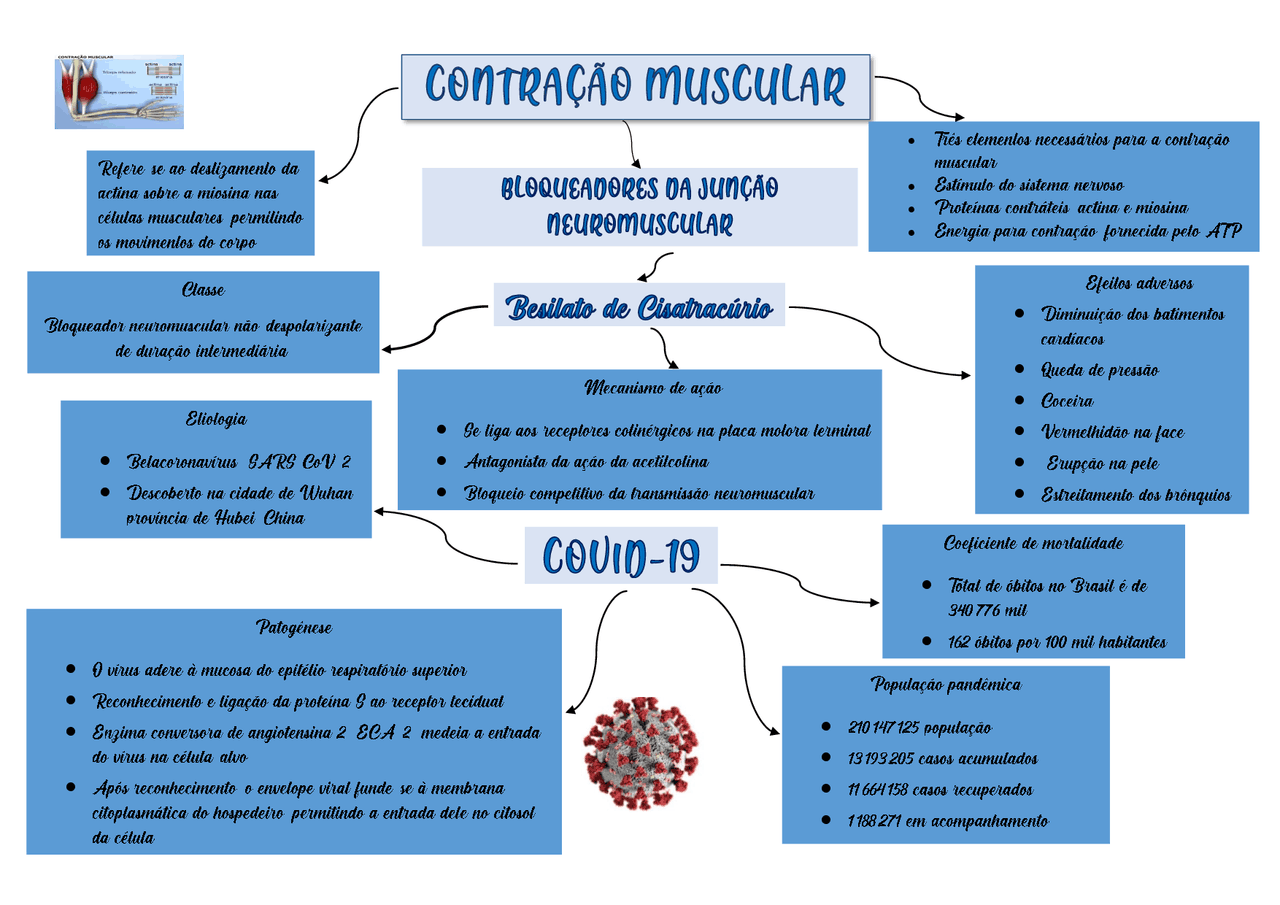 Mapa mental Contração muscular Esquemas Fisiologia Humana Docsity Mapa mental Contração muscular Esquemas Fisiologia Humana Docsity
