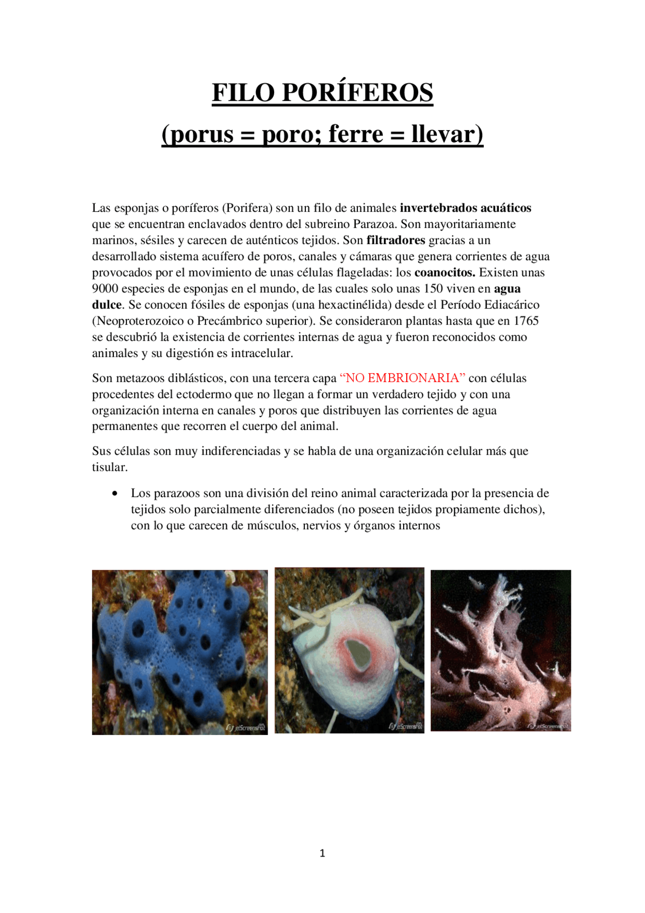 Filo Poríferos Zoología UMA | Apuntes de Zoología | Docsity