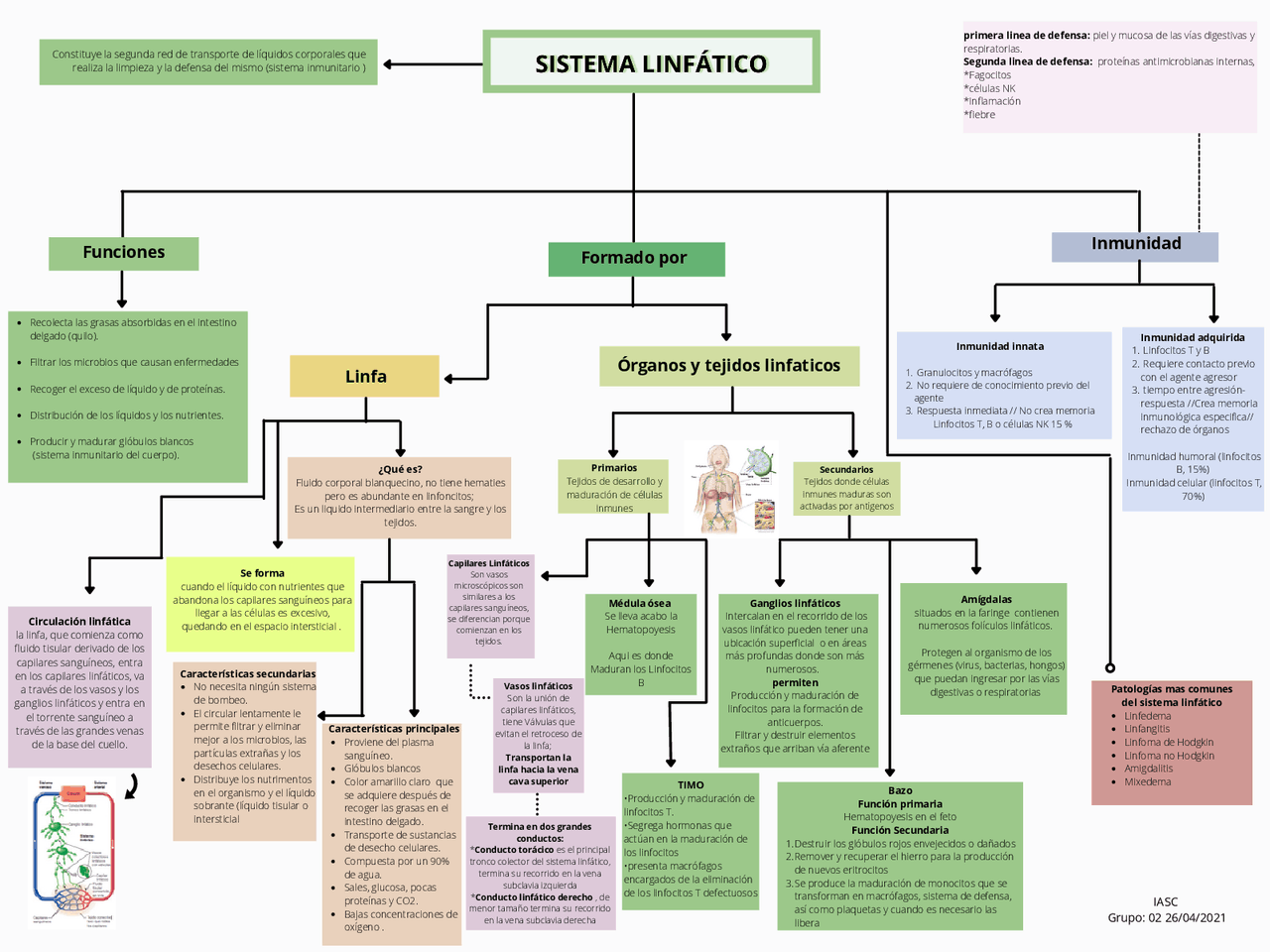 Mapa Conceptual Del Sistema Circulatorio Y Linfatico