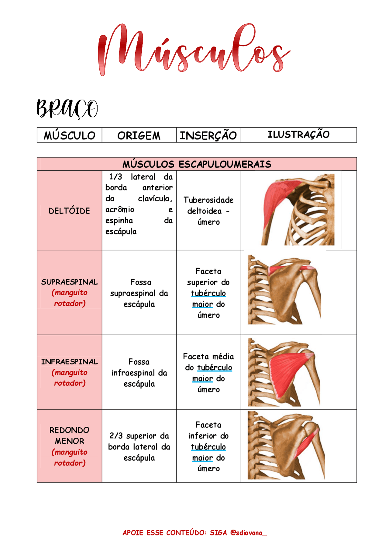 Tabela de músculos com os principais pontos | Esquemas Anatomia | Docsity