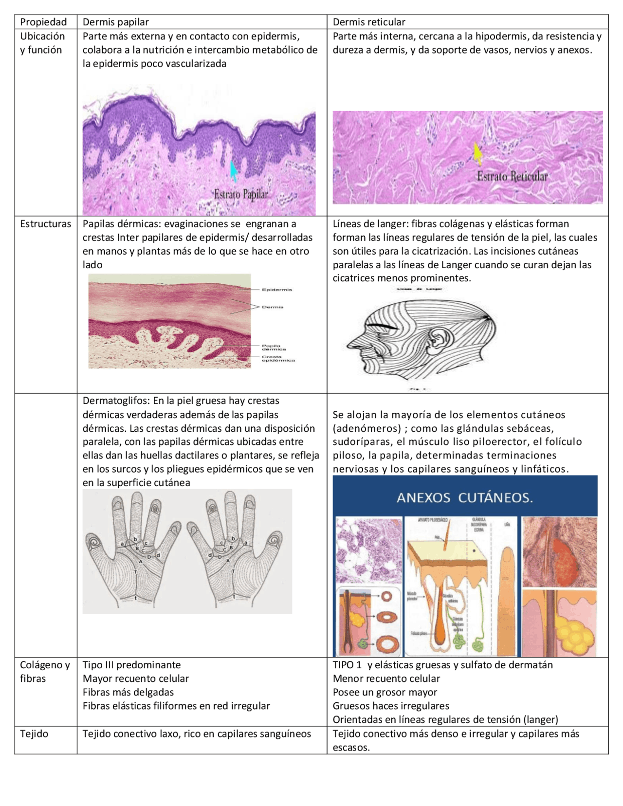 Dermis papilar y reticular características generales Docsity