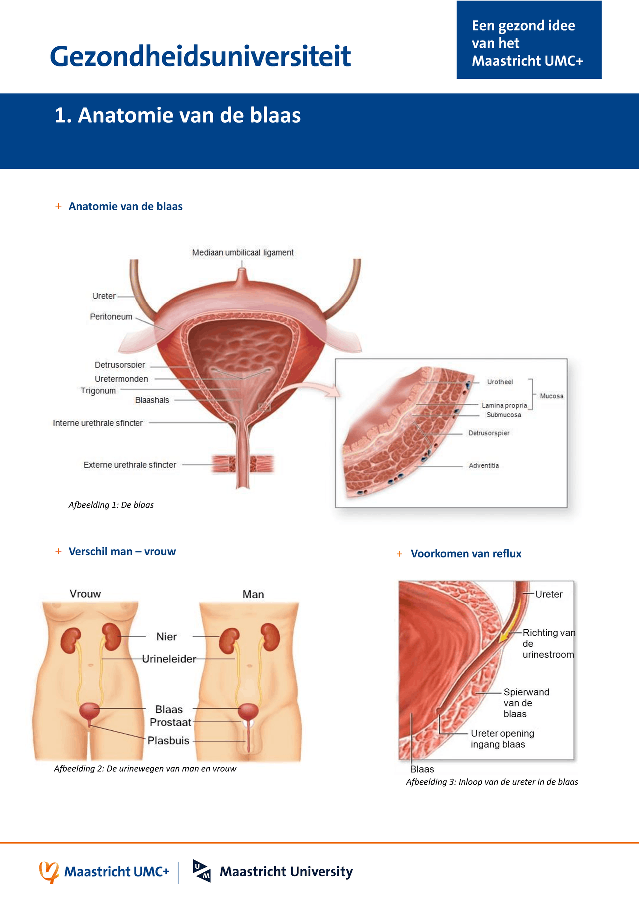 Anatomie van de blaas | Maastricht UMC + - Docsity